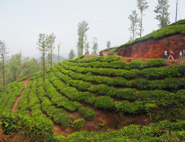 Tea-garden-walk-Wayanad