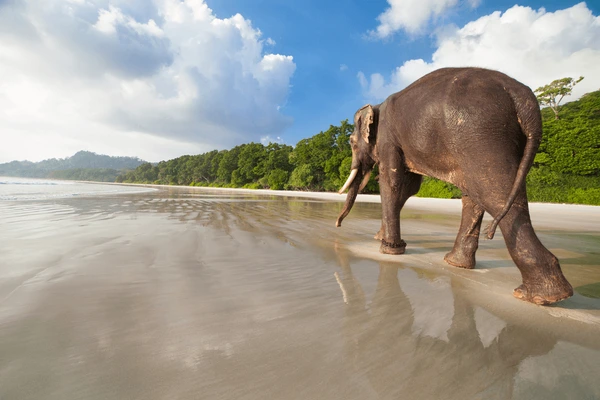 walking-elephant-on-tropical-beach-600nw-365085710